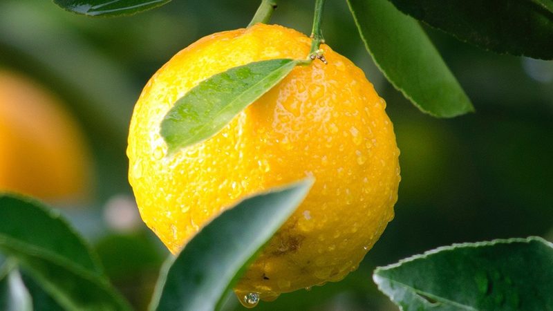 分子生物学试剂：如何选择可靠的代理商？**